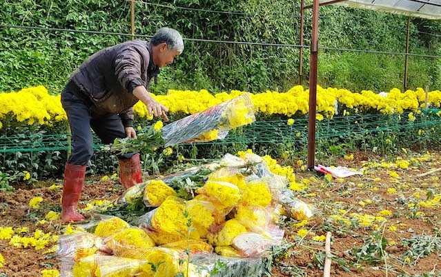 Nhận tin giá giảm sâu, ông Minh ngậm ngùi gom bỏ những bó hoa chuẩn bị xuất cho bạn hàng