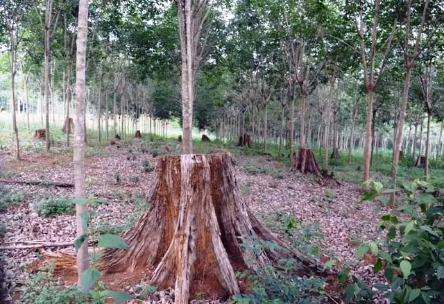 Rừng cao-su đã phủ xanh trên đất rừng nghèo tại huyện Bảo Lâm.