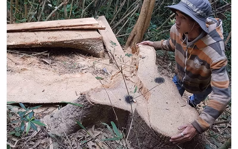 Hiện trường vụ phá rừng đặc dụng Nam Kar.
