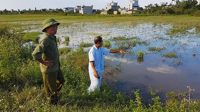 Chịu ảnh hưởng từ DA, 200 mẫu ruộng trồng lúa vụ mùa của người dân phải bỏ không suốt bảy năm.