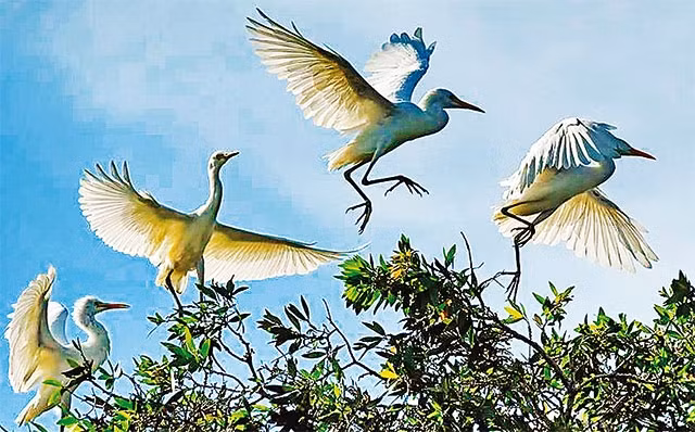 Vẻ đẹp lãng mạn của vườn cò. Ảnh: LÂM THÀNH LIÊM