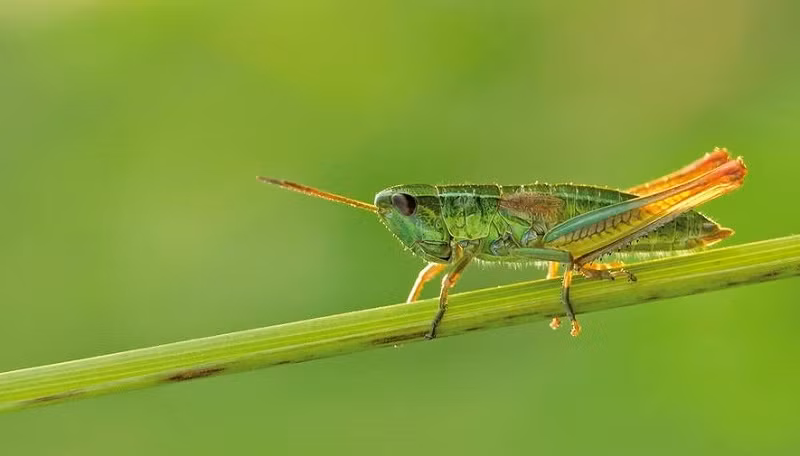 Quần thể các loài côn trùng như châu chấu vàng nhỏ đã giảm đáng kể. Ảnh: Martin Fellendorf, Đại học Ulm.