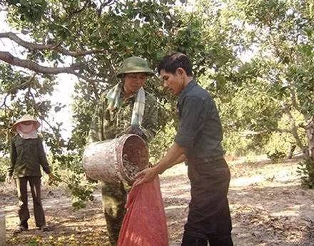 Nông dân thôn Ðức Hưng, xã Ia Nam, 7huyện Ðức Cơ (Gia Lai) thu hoạch điều. Ảnh: THANH NGỌC