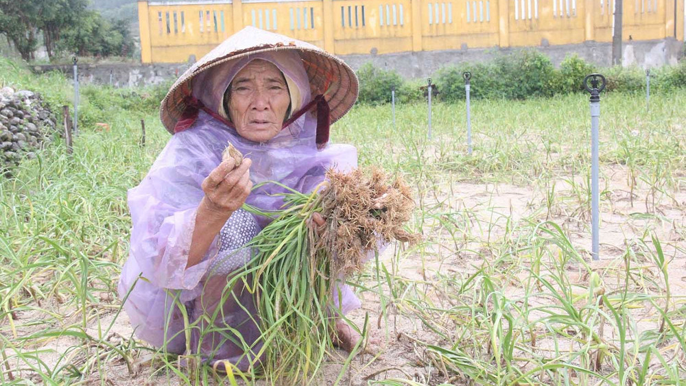 Lý Sơn điêu đứng trước cây tỏi mất mùa