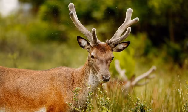  Bảo tồn hươu đỏ tại đảo Rum