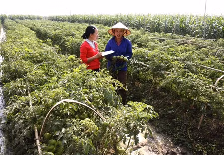 Huyện Thọ Xuân (Thanh Hóa) trồng hơn 200 ha cà chua vụ đông xuân, gồm các giống cà chua Pháp, Mỹ và Thần nông, năng suất khoảng hơn 8 tấn/ha, thu nhập từ 150 đến 200 triệu đồng/ha.