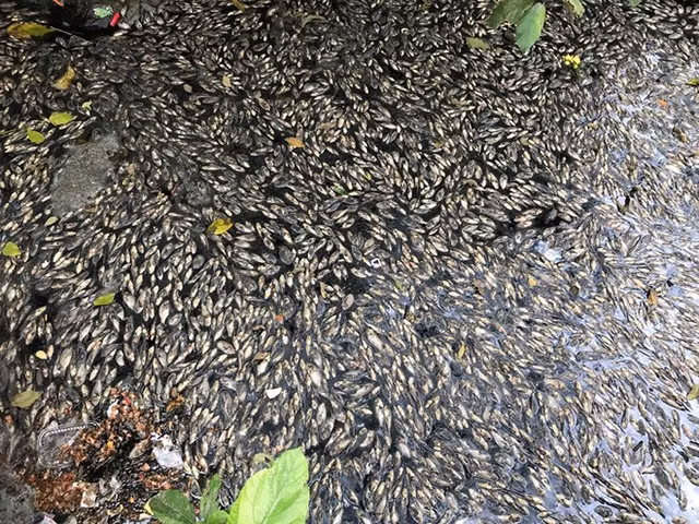 Cá chết hàng loạt được dồn vào một chỗ để thu gom, chôn lấp.