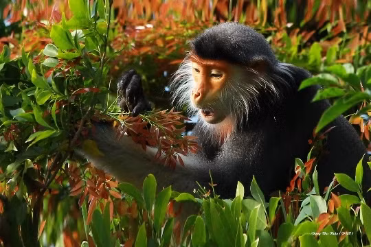 Khoảnh khắc bình yên của nữ hoàng linh trưởng vọoc chà vá chân nâu. (Ảnh: Đặng Thu Thuỷ)