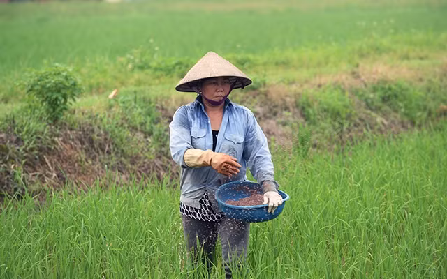 Người dân huyện Quốc Oai (TP Hà Nội) dùng phân bón chăm sóc lúa. Ảnh: MỸ HÀ