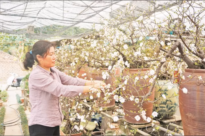 Chị Nguyễn Thị Kim Ngọc chăm sóc vườn mai.
