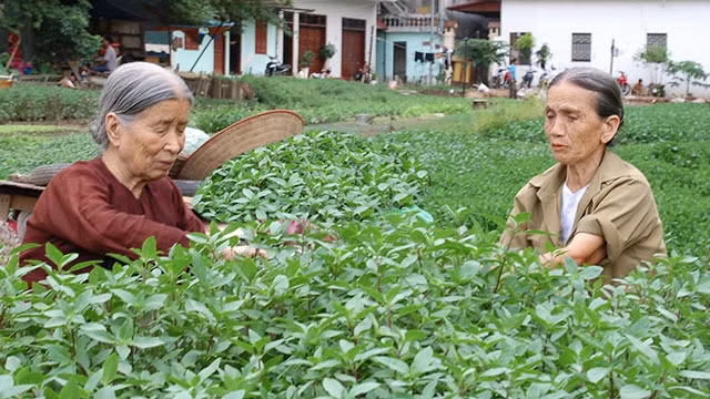 Vườn húng Láng là loài rau gia vị đặc sản của đất kinh kỳ. Ảnh: Nam Anh