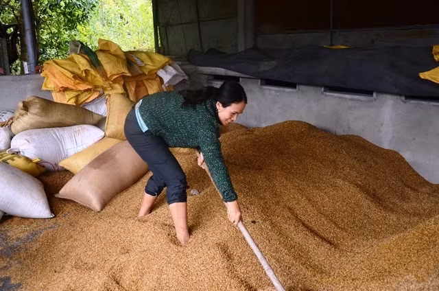 Hợp tác xã nông nghiệp Đào tiếp nhận sấy thóc cho người dân vùng lũ.