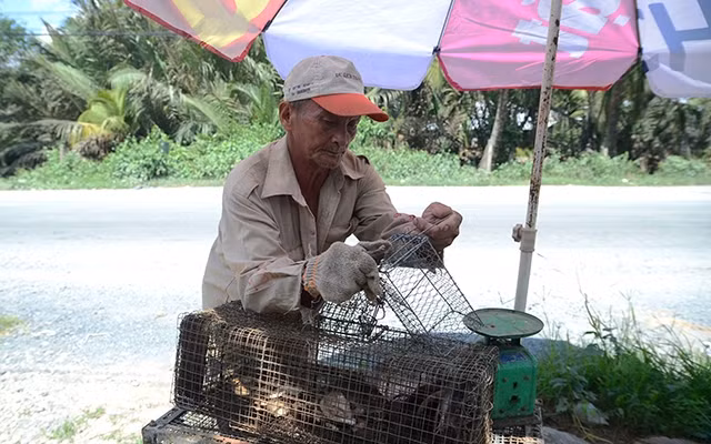 Ông Tư Lượm đổ chuột đã bẫy được vào lồng.