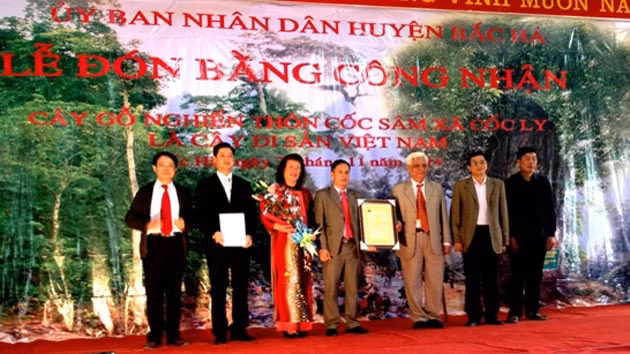 Công nhận cây gỗ nghiến hơn một nghìn tuổi ở Bắc Hà là Cây di sản Việt Nam