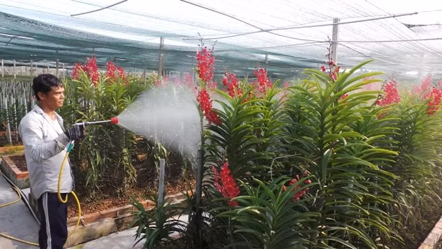 Trồng hoa lan cắt cành xuất khẩu ở TP Hồ Chí Minh.