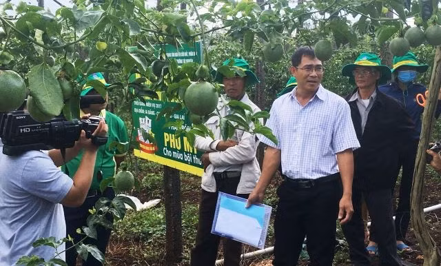 Bà con trực tiếp tham quan mô hình trình diễn phân bón Phú Mỹ trên cây chanh dây.