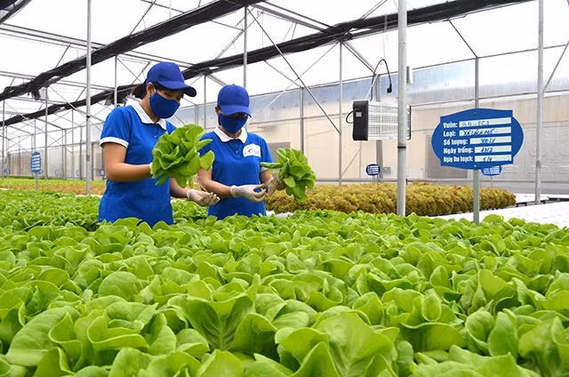 Mô hình trồng rau thủy canh của Công ty CP đầu tư, xây dựng và thương mại 188 thị xã Đông Triều (Quảng Ninh).