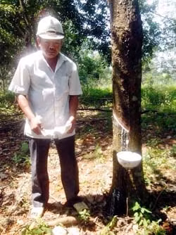 Ông Nguyễn Thế Hùng bên vườn cao-su bị đập phá.