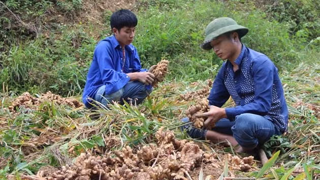 Người dân ở thôn Nà Pất, xã Vân Thủy, huyện Chi Lăng, Lạng Sơn đang tranh thủ thu hoạch gừng tươi.