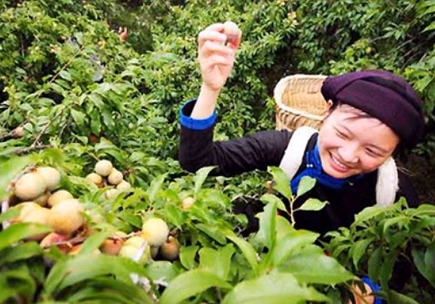 Thu hoạch mận Tam hoa ở Bắc Hà.