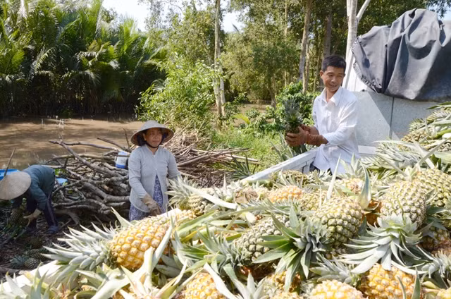 Thu hoạch dứa tại xã Lương Nghĩa, huyện Long Mỹ (Hậu Giang). 
