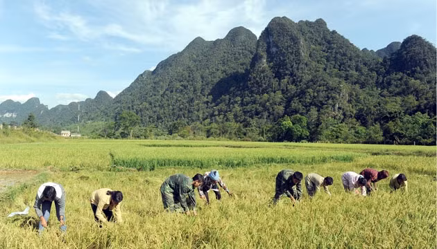 Đồng bào Rục vui mùa lúa mới