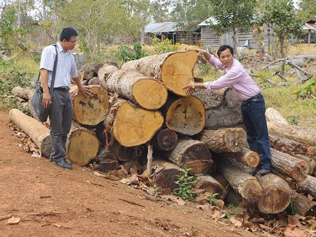 Gỗ khai thác trái phép bị lực lượng kiểm lâm huyện Ea Súp (Đác Lắc) thu giữ.
