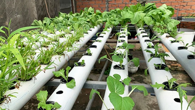 Lưu ý khi trồng rau thủy canh