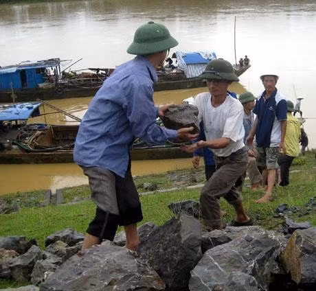 Nhân dân Thanh Hóa nỗ lực gia cố đê sông Chu.                     