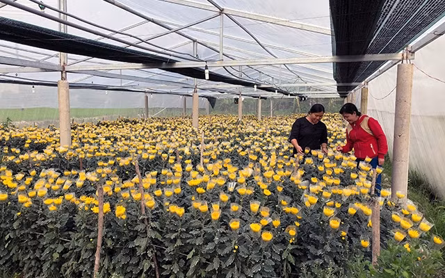 Chị Lê Thị Bích Ngọc, xã Long Mỹ (huyện Mang Thít) bên vườn hoa Ðà Lạt của gia đình.