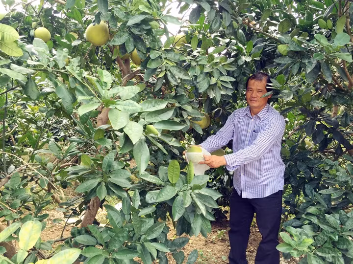 Trang trại của ông Đào Xuân Nhung ở xã Kim Quan, huyện Thạch Thất (Hà Nội) mỗi năm tổng thu khoảng 20 tỷ đồng.