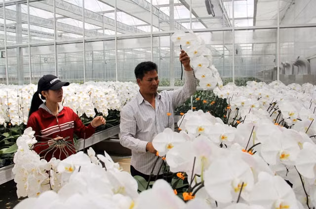 Hoa lan cao cấp được trồng tại Công ty Trường Hoàng.