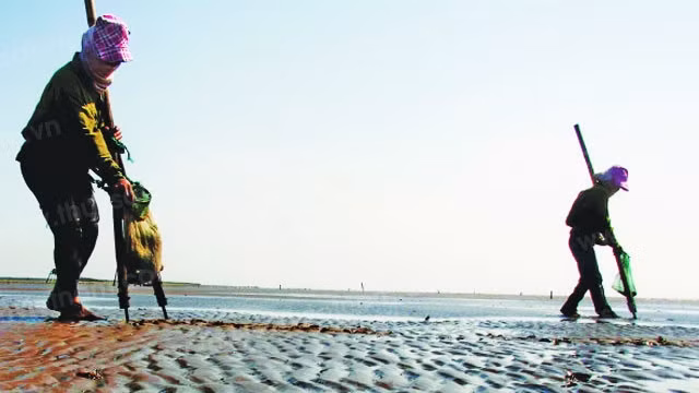 Những người phụ nữ cào ngao có mặt trên bãi biển từ sớm. Ảnh tư liệu
