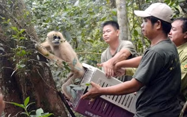 Nhân viên cứu hộ Vườn quốc gia Bidoup - Núi Bà (Lâm Đồng) thả vượn má vàng về rừng. Ảnh: XUÂN LÂM