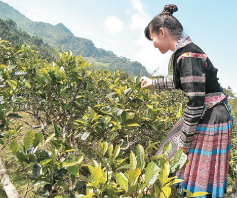 Buổi sáng lên nương chè.