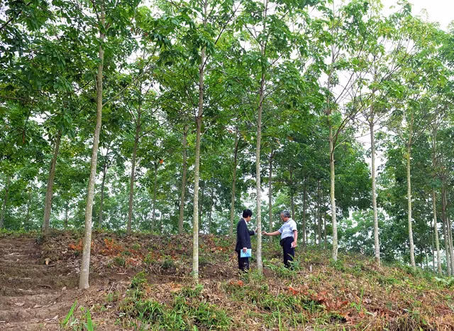 Rừng cây cao-su bốn năm tuổi của Công ty CP cao-su Điện Biên, xã Thanh Hưng, huyện Điện Biên, tỉnh Điện Biên. Ảnh: THANH SƠN