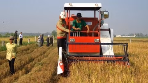 Năm 2013, Kiên Giang dẫn đầu cả nước về sản lượng lương thực, đạt hơn 4,4 triệu tấn.