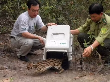 Thả Mèo rừng tại Vườn Quốc gia Lò Gò Xa Mát vào tháng 2-2012.