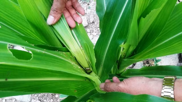 Cán bộ Trạm BVTV huyện Tủa Chùa đánh giá mức độ gây hại của sâu keo mùa thu trên cây ngô.