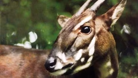 Loài Sao la của Việt Nam.