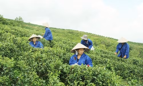 Cây chè ở Phja Oắc - Phja Đén giúp người dân xóa đói, giảm nghèo.