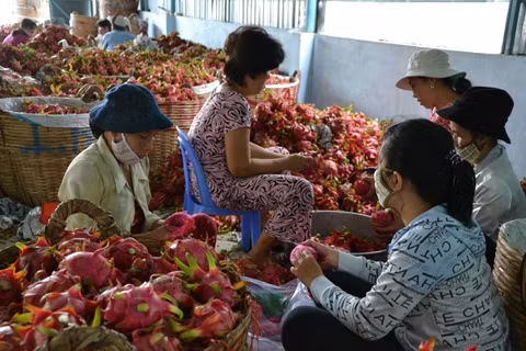 Một điểm thu mua thanh long tại Tiền Giang.