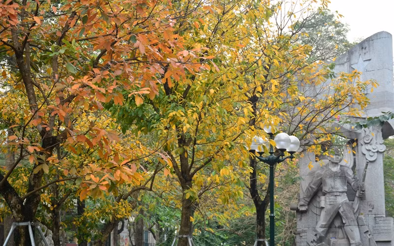 Những ngày này, khu vực vườn hoa Hàng Đậu rực rỡ sắc vàng, đỏ của cây lộc vừng cuối Xuân.