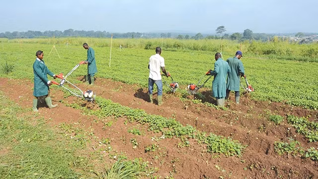 Nhiều thanh niên Nigeria quay về quê hương để làm nông nghiệp. Ảnh: THE GUARDIAN