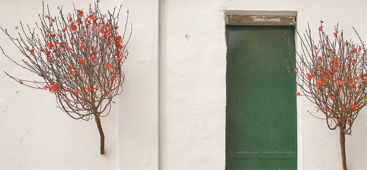 Xuân trong phố cổ 