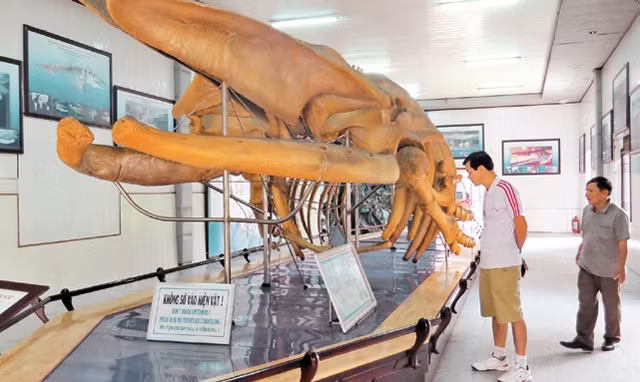 Khách du lịch tham quan Bảo tàng Hải dương học.