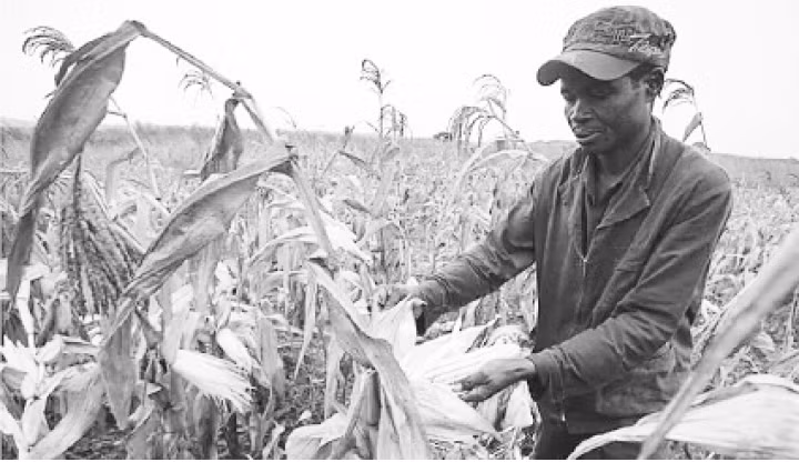 Nông nghiệp mất mùa khiến người dân Zimbabwe lâm vào tình cảnh khó khăn. Ảnh ROI-TƠ