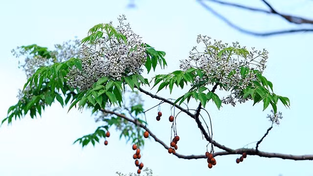 Nghe hoa xoan
