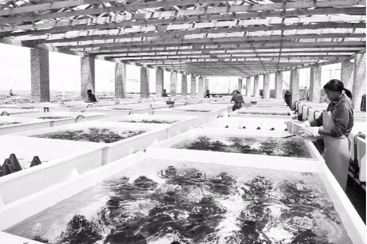 Một cơ sở nuôi bào ngư ở Nam Phi. Ảnh intrafish
