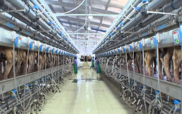 Sữa nguyên liệu TH hoàn toàn không tiếp xúc với không khí mà được làm lạnh ngay lập tức sau khi ra khỏi bầu vú bò.